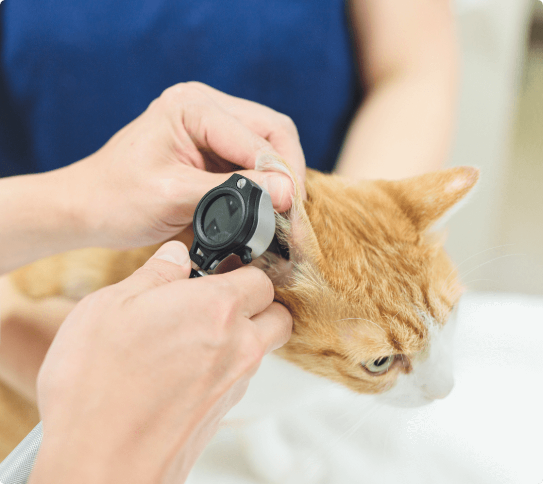 猫の健康診断