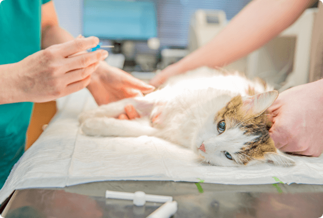 猫の予防医療
